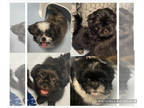 Shih Tzu PUPPY FOR SALE ADN-785334 - Shihtzu puppies available