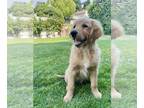 Golden Retriever PUPPY FOR SALE ADN-785344 - AKC Golden Retriever Puppies