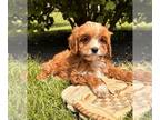 Cavapoo PUPPY FOR SALE ADN-785348 - Bentley