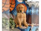 Golden Retriever PUPPY FOR SALE ADN-785349 - ACA Reg Golden Retriever Puppy