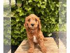 Cavapoo PUPPY FOR SALE ADN-785357 - Bear