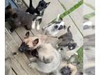 German Shepherd Dog-Siberian Husky Mix PUPPY FOR SALE ADN-785362 - Precious pups