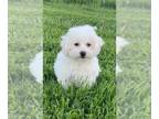 Bichon Frise PUPPY FOR SALE ADN-785364 - Betty