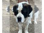 Saint Bernard PUPPY FOR SALE ADN-785365 - 2 year old male stud