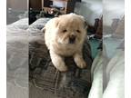 Chow Chow PUPPY FOR SALE ADN-785378 - Chow Chow AKC reg