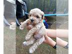 Maltipoo PUPPY FOR SALE ADN-785387 - Litter of 6