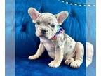 French Bulldog PUPPY FOR SALE ADN-785423 - LILAC TRI MERLE