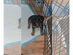Rottweiler PUPPY FOR SALE ADN-785463 - 8 week puppy