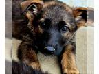 German Shepherd Dog PUPPY FOR SALE ADN-785486 - German Shepherd Puppies