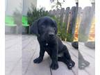 Labrador Retriever PUPPY FOR SALE ADN-785487 - AKC Black Labrador Puppies