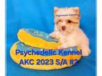 Yorkshire Terrier PUPPY FOR SALE ADN-785511 - AKC 2023 SP B2