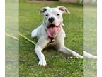 Dogo Argentino DOG FOR ADOPTION ADN-785179 - 15 month dogo argentino