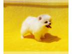 Pomeranian DOG FOR ADOPTION ADN-785053 - Beautiful ilttle Pomeraian Foe Adoption