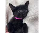 Adopt Monkey a Domestic Short Hair