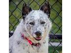 Adopt Cookie A2083836 a Australian Cattle Dog / Blue Heeler, Mixed Breed