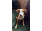 Adopt Amelia - Adoptable a Terrier, Mixed Breed