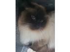 Adopt S Cat 24-0430 a Domestic Long Hair