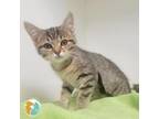 Adopt Golly Gee Wilikers a Domestic Short Hair