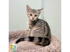 Adopt Fudgescicles a Domestic Short Hair