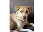Adopt Dolly a American Staffordshire Terrier, Husky