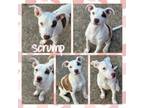 Adopt Scrump CFS240001694 a Pit Bull Terrier