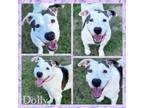 Adopt Dolly (Angel) a Pit Bull Terrier