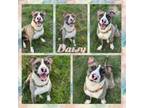 Adopt Daisy CFS 240032286 a Pit Bull Terrier