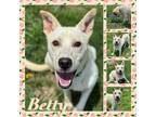 Adopt Betty CFS# 240034792 a Retriever