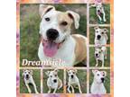 Adopt Dreamsicle (Mirabelle) CFS# 240037371 a Pit Bull Terrier