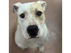 Adopt Dreamsicle (Mirabelle) CFS# 240037371 a Pit Bull Terrier