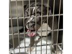Adopt Shenzi CFS 240036318 a Pit Bull Terrier