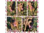 Adopt Hershey CFS 240036264 a Weimaraner