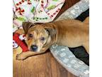 Adopt Lena a Hound, Pit Bull Terrier