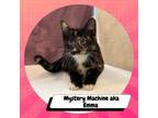 Adopt Mystery Machine (Emma) a Domestic Short Hair