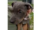 Adopt Wednesday a Pit Bull Terrier