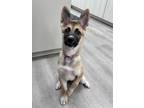 Adopt Berry a German Shepherd Dog, Husky