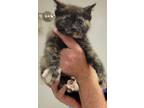 Adopt Kiwi a Domestic Short Hair