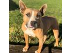 Adopt Cali a American Staffordshire Terrier, Mixed Breed