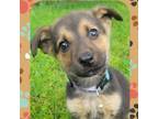 Adopt Sweet Pea a Jack Russell Terrier, Mixed Breed