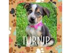 Adopt Turnip a Jack Russell Terrier, Mixed Breed