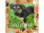 Adopt Chili Pepper a Jack Russell Terrier, Mixed Breed