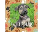 Adopt Sweet Potato a Jack Russell Terrier, Mixed Breed