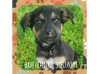 Adopt Butternut Squash a Jack Russell Terrier, Mixed Breed