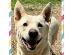 Adopt Blossom a Shepherd, Mixed Breed