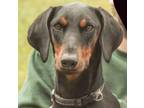 Adopt Jinx a Doberman Pinscher