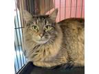 Adopt Fluffer a Domestic Long Hair