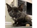 Adopt Iris a Domestic Medium Hair