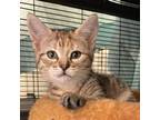 Adopt Nova a Domestic Short Hair