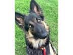 Adopt Goldie a German Shepherd Dog