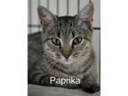 Adopt Paprika a Domestic Short Hair